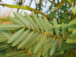 Image result for Tephrosia aequilata