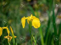 Check spelling or type a new query. A Yellow Iris Iris Pseudoacorus Blooms In A Planter Box In A Japanese Park Lizenzfreie Fotos Bilder Und Stock Fotografie Image 131690936
