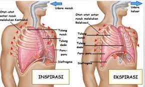 Pernapasan dada dilakukan dengan melibatkan otot antar tulang rusuk, sedangkan pernapasan perut menyertakan diafragma yang membatasi rongga perut dan rongga dada. Pernapasan Dada Dan Perut Pengertian Sisitem Mekanismenya