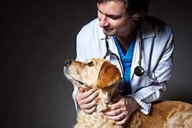 After receiving your diagnosis, your veterinarian may have recommended surgery, chemotherapy, and/or radiation as treatment for stomach cancer in dogs. My Dog Has Cancer What Do I Need To Know Fda