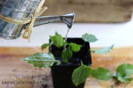 It's a great way to get free plants without much effort. How To Grow Clematis From Cuttings Empress Of Dirt