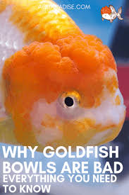 You need to break away from your old outdated attitudes and habits. Why Goldfish Bowls Should Be Banned Aquariadise