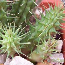 Image result for Huernia longituba