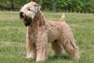 Soft-Coated Wheaten Terrier Puppies for Sale | Greenfield ...