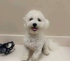 Any tricks to get a 4-month-old to go down stairs?