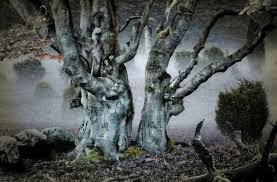 Geisterwald Alte Baume Baum Bilder