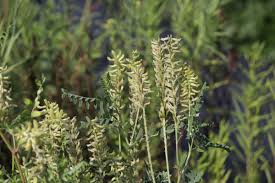 Image result for Asclepias graminifolia