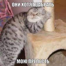 Властелин колец :: фильмы :: моя прелесть :: кот / смешные картинки и  другие приколы: комиксы, гиф анимация, видео, лучший интеллектуальный юмор.