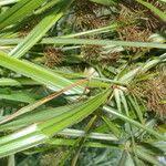 Image result for Cyperus digitatus