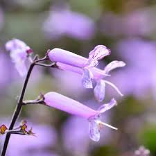 Image result for Plectranthus