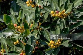 Image result for Ficus obliqua