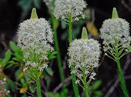 Image result for Xerophyta suaveolens