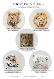 Fwf Panthera Genus Poster 2018 V1 Wild Cat Family