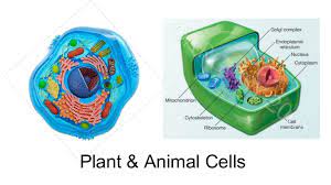 The vacuole is like a lunchbox it holds food and water just. Plant Animal Cell