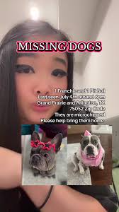 Lost Dog in Arlington Tx French Bulldog