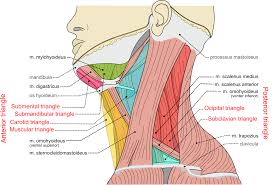 Learn this topic fast with head and neck muscle anatomy reference charts. Triangles Of The Neck Wikipedia