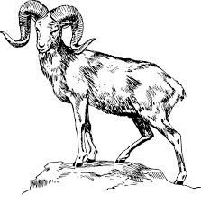 Ram Animal Head Drawing Sketch Template Big Horn Sheep Sheep Drawing Animal Drawings