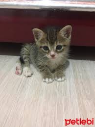 Petlebi Com On Twitter Izmir Kedi Yuva Yuva Yuva Https T Co Mmx8uqpmrx