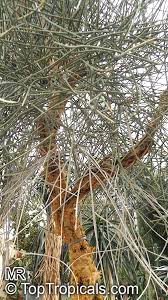 Image result for Euphorbia espinosa