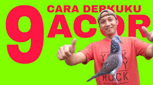 Minggu, 31 mei 2020 06:38. Ciri Ciri Burung Derkuku Yang Bagus Untuk Dijadikan Pikat Youtube