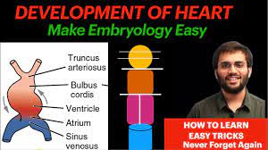 Check spelling or type a new query. Development Of Heart Embryology Heart Tube Embryology Anatomy Youtube