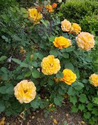 Maybe you would like to learn more about one of these? Rosa Good As Gold Bought At Walmart Last Year A Good Performer So Far Flower Garden Plants Garden