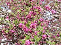 Image result for Securidaca welwitschii