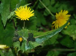 Image result for Sonchus friesii