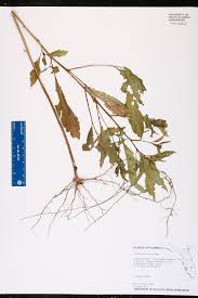 Image result for Ludwigia erecta
