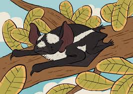 Superba foi descoberta em 1939 na floresta de ituri na república democrática do congo. Pied Bat On Behance