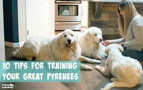 Maybe you would like to learn more about one of these? 10 Tips For Training Great Pyrenees It S Dog Or Nothing