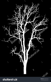 Black And White Photos Of Trees Silhouette White Tree Isolated On Black Background With Clipping Path Tree White Tree Tree Silhouette Black Backgrounds