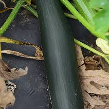 Cucurbita fruits are large and fleshy. Black Beauty Zucchini Cucurbita Pepo Var Cylindrica Black Beauty In Bloomingdale Carpentersville Chicago Elgin Bartlet Illinois Il At Platt Hill Nursery