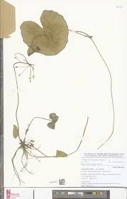Image result for Nymphoides forbesiana
