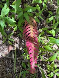 Image result for Blechnum attenuatum