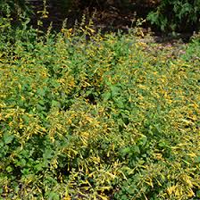 Along with california, arizona contains perhaps the most varied plant habitats of all states in the us, from low deserts to high mountains. Arizona Sun Hyssop Agastache Arizona Sun In Richmond Fairfax Loudoun Prince William Fredericks Virginia Va At Meadows Farms Nurseries