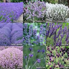 10 Type Lavender Flower Herb Seeds Hidcote Ellagance Sky Ellagance Snow Lady Munstead Rosea Span Lavender Seeds Types Of Lavender Plants Lavender Plant