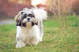 Review how much shih tzu puppies for sale sell for below. Shih Tzu With Skin Allergies Nom Nom