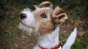 Image result for foxterier drsnosrstý