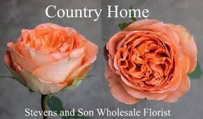 Koch & co are now selling premium fresh flowers in store. Country Home Garden Rose