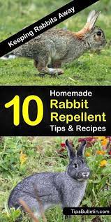 Rabbits Can Destroy All The Plants In Your Garden If Left Unchecked Diy Homemade Rabbit Repellent For Gardens Are Easy Rabbit Repellent Garden Pests Repellent