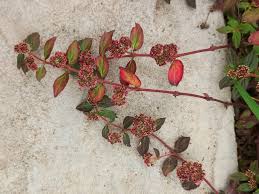 Image result for Euphorbia hirta