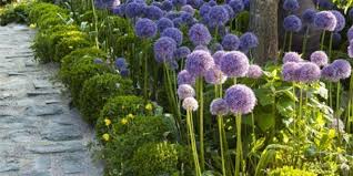 Verschonern Sie Ihren Garten Mit Der Schonen Und Eleganten Pflanze Allium Garten Gestaltung Garten Design Pflanzen Garten