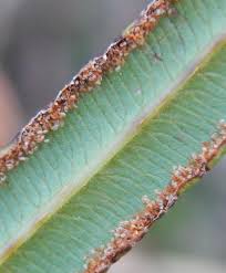 Image result for Pteris buchananii