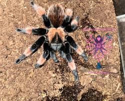 Image result for Emilia violacea