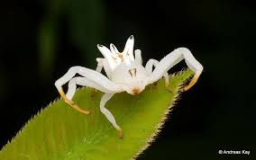 Black And White Striped Spider Texas Flower Crab Spider Mimics Flower To Attract Preys Crab Spider Spider Bugs And Insects