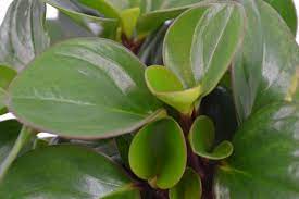 The peperomia houseplant is an attractive addition to a desk, table, or as a member of your houseplant collection. Peperomia Obtipan Bohemian Bravour Eden Collection Smit Kwekerijen