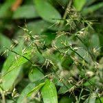 Image result for Oplismenus compositus