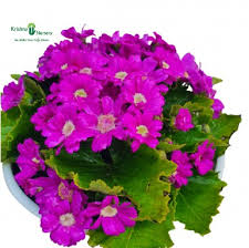 Image result for Cineraria deltoidea