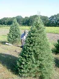 Christmas Tree Farming Throughout The Year Christmas Tree Farm Tree Farms Farm